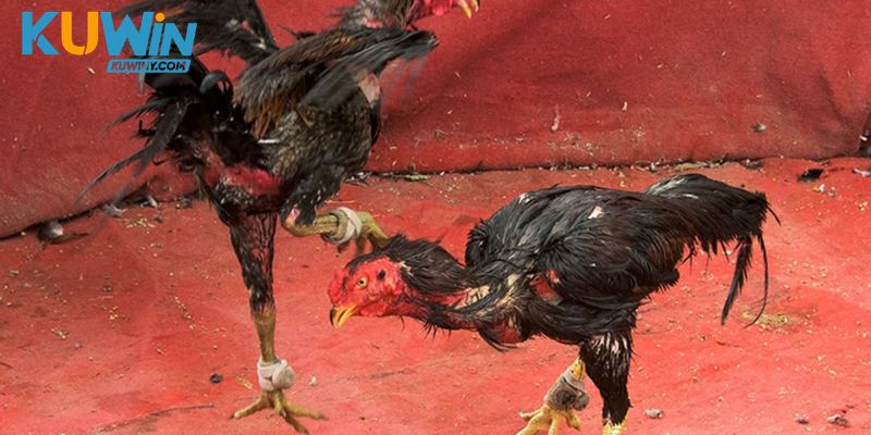 Tên dòng không thay thế dữ liệu của chiến kê trong trận cụ thể